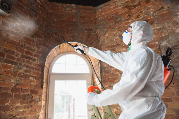 Why You Should Choose Our Mold Remediation Services in Covina, CA